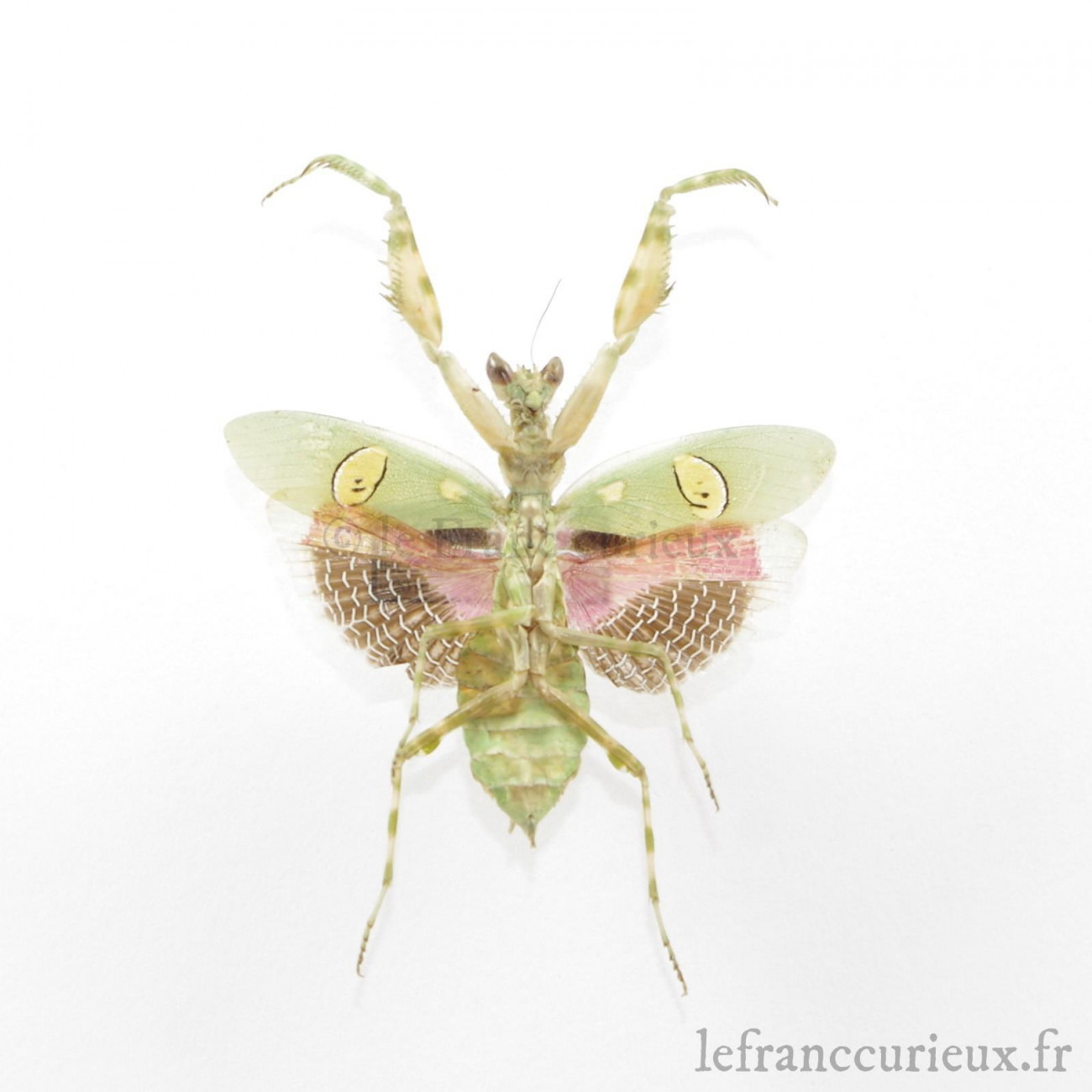 Creobroter gemmatus femelle A1 d'Indonesie Entomologie Insecte Mantidae 
