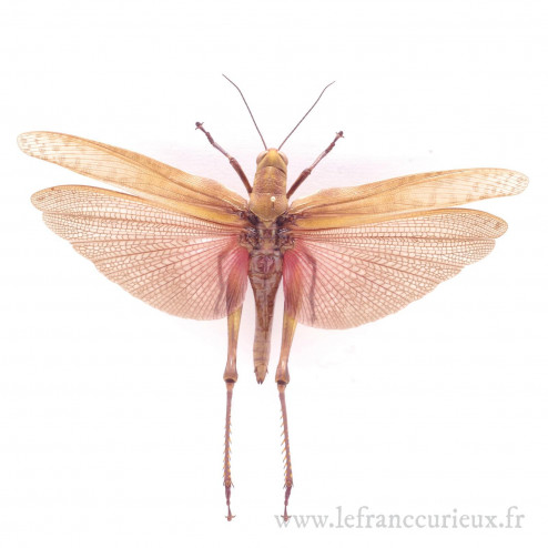 Valanga nigricornis melanocornis - femelle