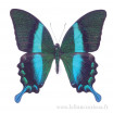 Papilio blumei - mâle