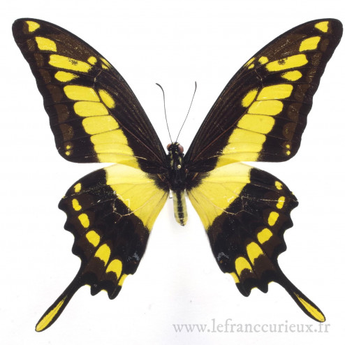 Papilio thoas cinyras - mâle