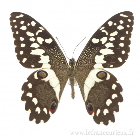 Papilio demodocus demodocus...