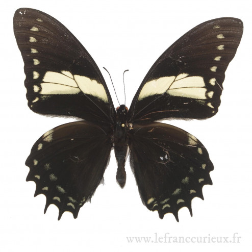 Papilio aristeus bitias - mâle