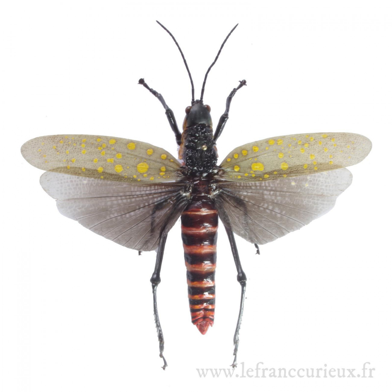 Entomologie Insecte Collection Aularches punctatus mâle A1 d'Indonesie! 