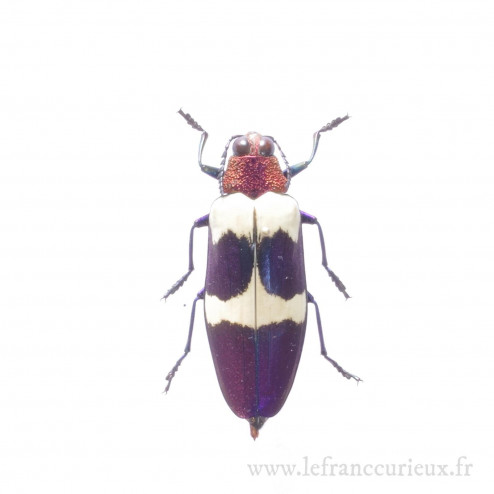 Chrysochroa rugicollis - mâle