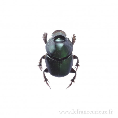 Onthophagus mouhoti mâle