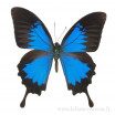 Papilio ulysses ulysses - mâle