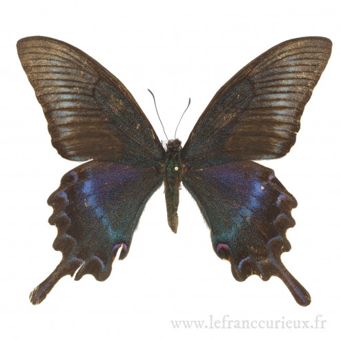 Papilio maackii maackii - forme estivale