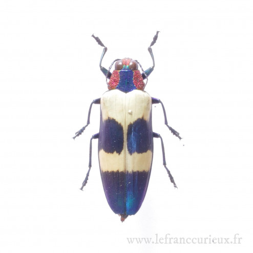 Chrysochroa buqueti buqueti - femelle