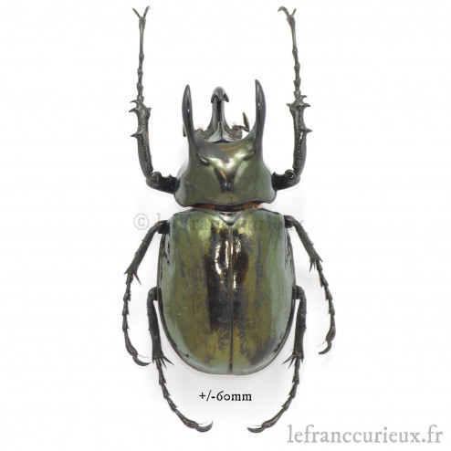Chalcosoma atlas keyboh - mâle - 65-69mm