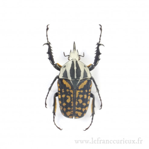 Mecynorhina oberthuri kirchneri f.decorata - mâle - 65-69mm