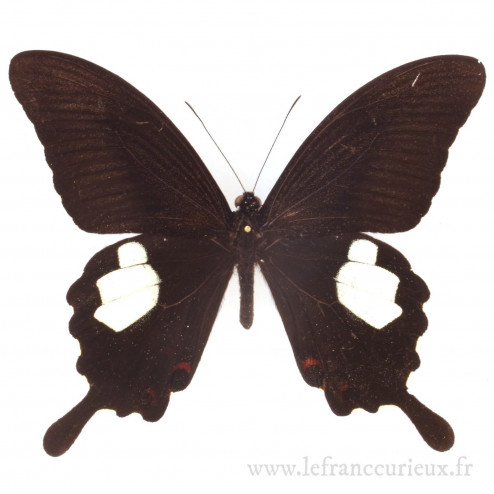 Papilio helenus enganius