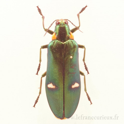 Chrysochroa bicolor othani - femelle
