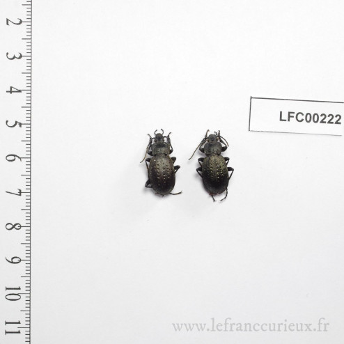 Carabus alpestris castanopterus - 2 mâles