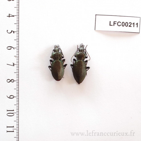 Carabus castanopterus - couple