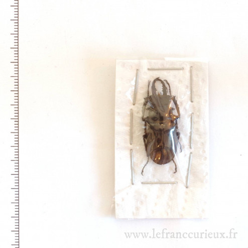 Dorcus bisignatus - mâle - 35mm