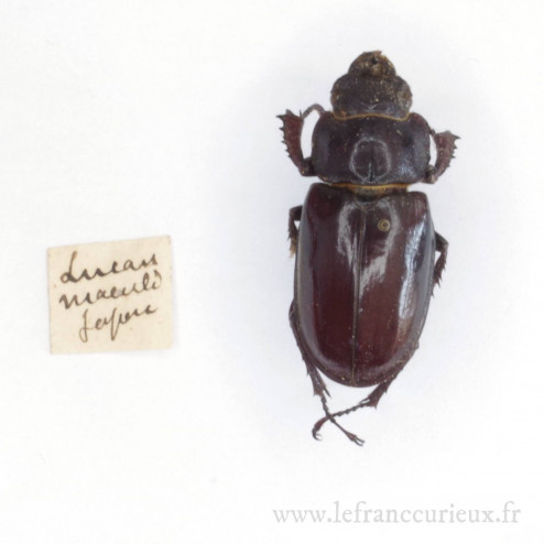 Lucanus meauli fermoratus (?) - femelle