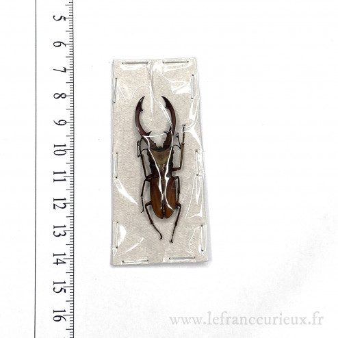 Cyclommatus tarandus - mâle...