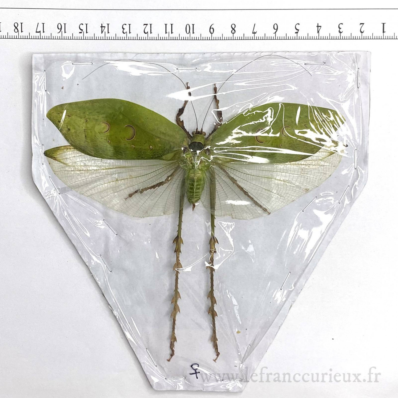 Entomologie Insecte Collection Aularches punctatus femelle A1 d'Indonesie! 