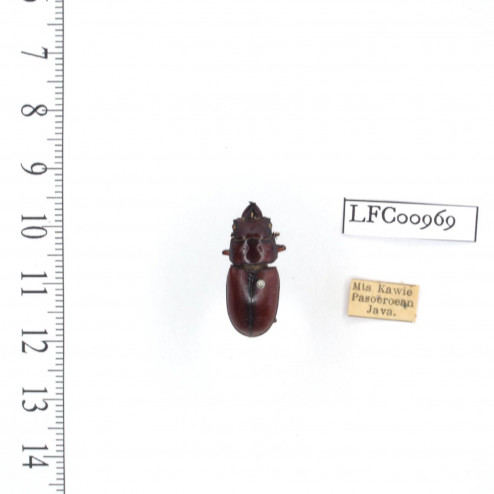 Prosopocoilus astacoides...