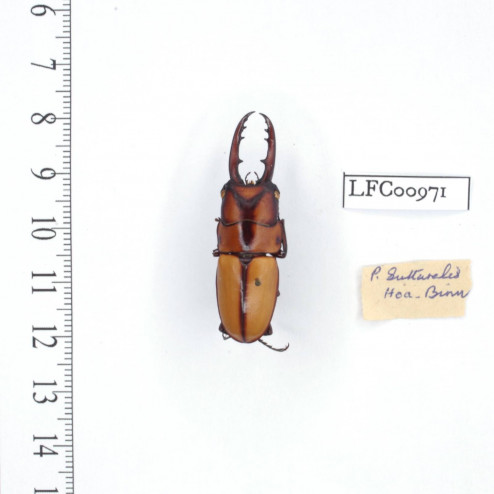 Prosopocoilus suturalis - mâle - 40mm