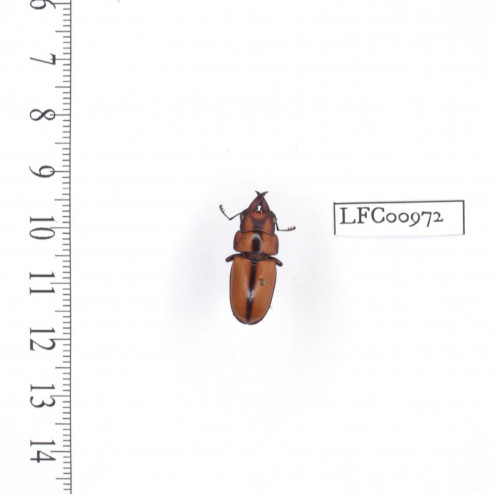Prosopocoilus suturalis - mâle - 22mm