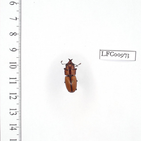 Prosopocoilus suturalis - mâle - 20mm