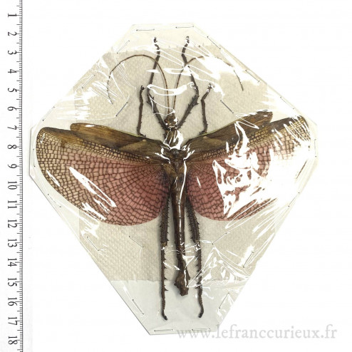 Heteropteryx dilatata - mâle