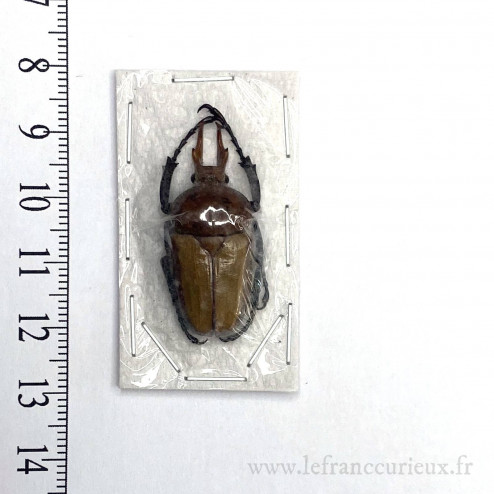 Platynocephalus arnaudi - mâle - 31mm