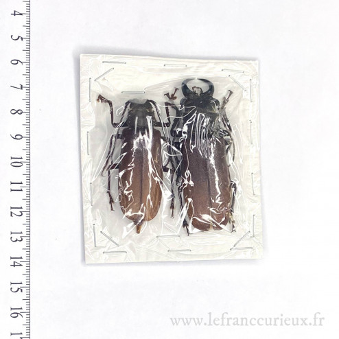 Gnathonyx piceipennis -...