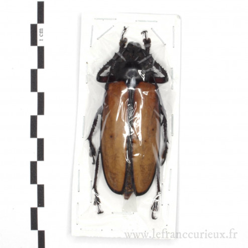 Rhaphipodus suturalis - femelle - 65mm