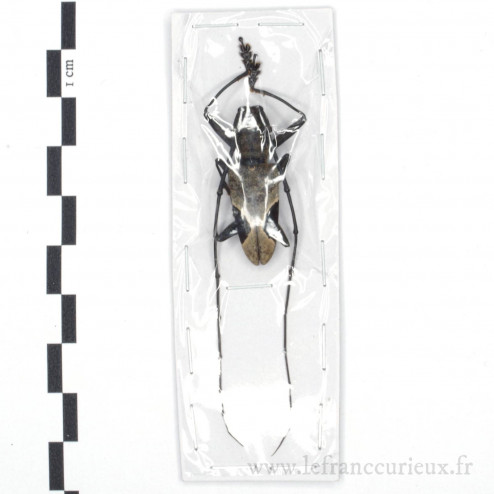 Paraleprodera insidiosa - mâle - 32mm