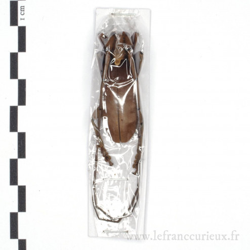 Sarothrocera lowii - mâle - 41mm