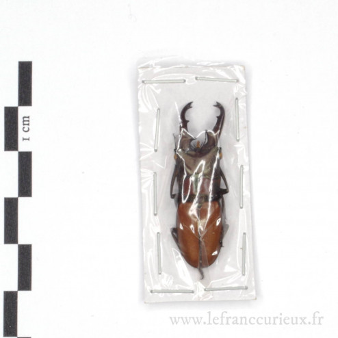 Cyclommatus albersii - mâle...
