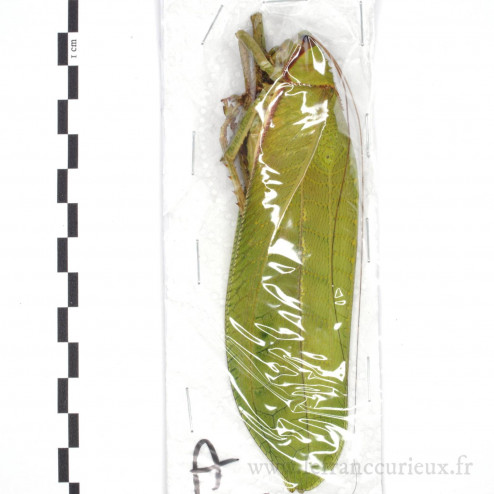 Pseudophyllus titan - femelle