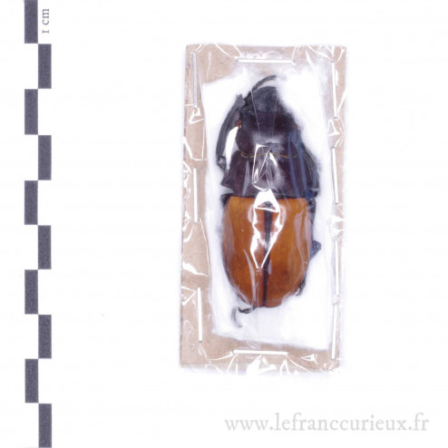 Odontolabis gazella - mâle - 47mm