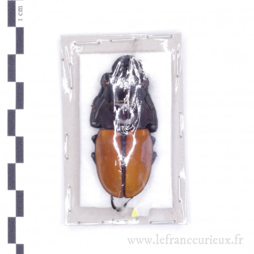 Odontolabis gazella - mâle - 50mm