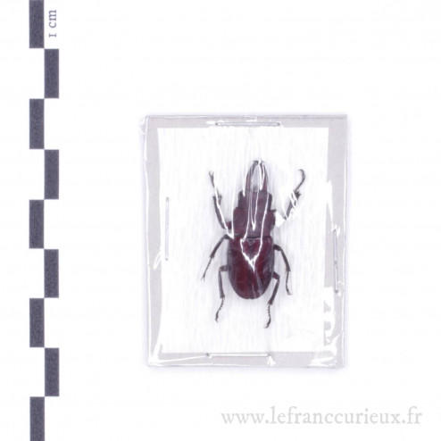 Calcodes taronii - mâle - 27mm