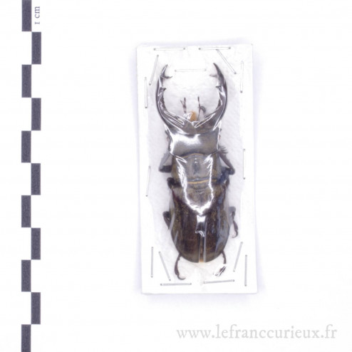 Lucanus sericeus - mâle - 59mm