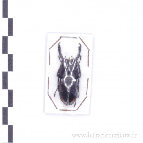 Dorcus (Macrodorcus) bisignathus giselae - mâle - 34mm