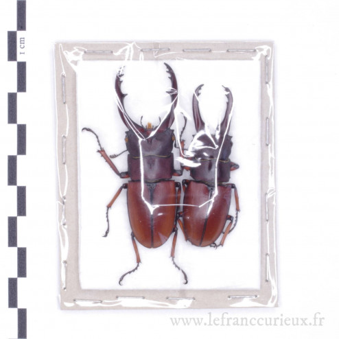 Prosopocoilus astacoides elaphus - Lot - mâle - 58 et 51mm