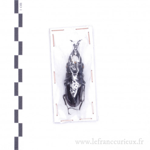 Prosopocoilus buddha ebeninus - mâle - 48mm