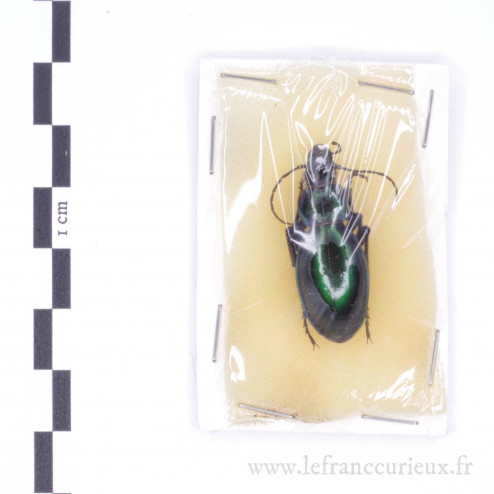 Carabus (Lamprostus) spinolae lamprus - femelle