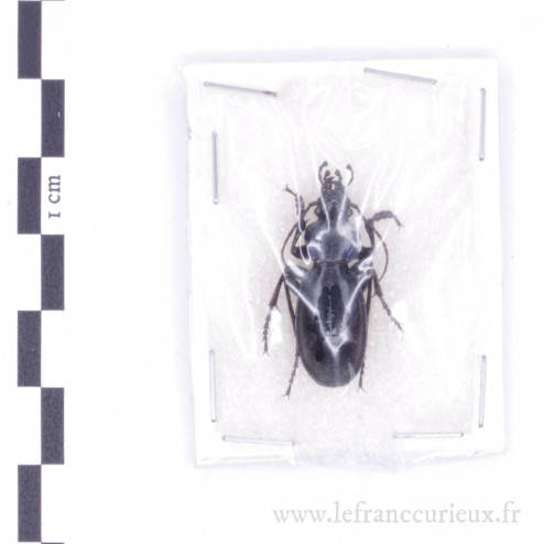 Carabus (Lamprostus) spinolae coeruleoviolaceus - mâle