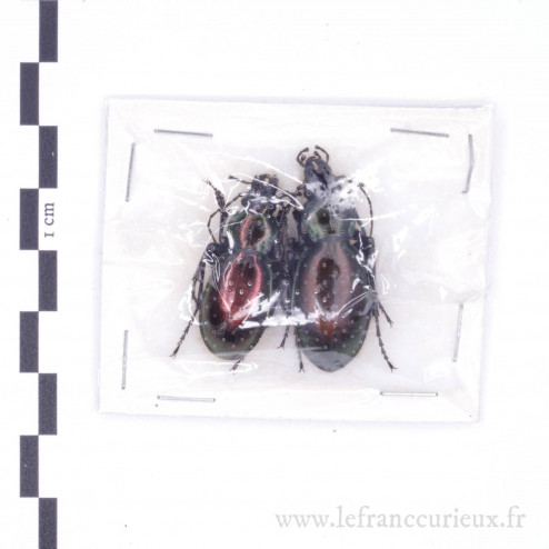 Carabus (Lamprostus) spinolae lohsei - couple
