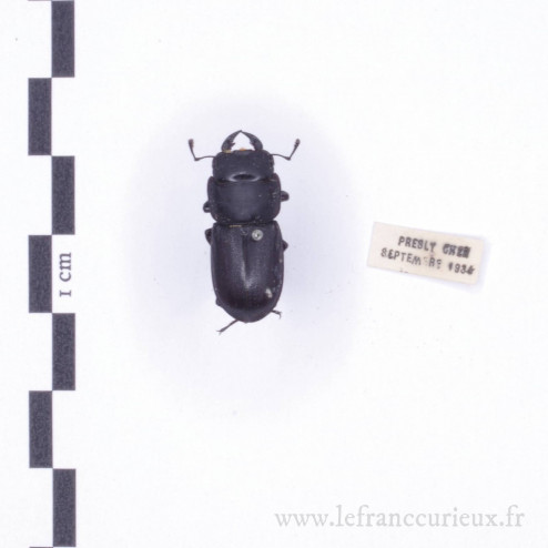 Dorcus parallelipipedus - mâle - 23mm