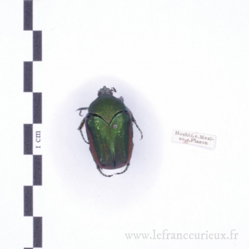 Cetoniinae sp.