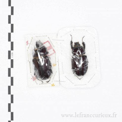 Podischnus sexdentatus - couple - 40-43mm
