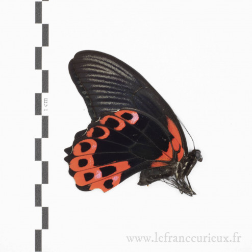 Papilio deiphobus rumanzovia f. semperinus - mâle