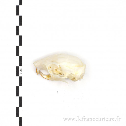 Crâne de Callosciurus notatus