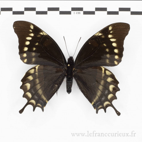 Papilio warscewiczi jelskii